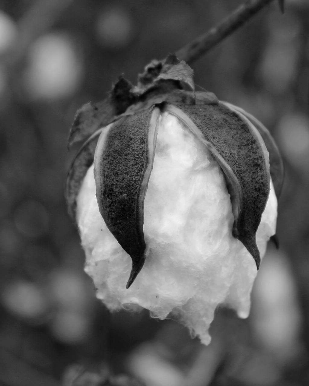 An open cotton boll